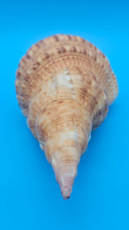 Blonde Golden Triton Shell – 9.75" Coastal Display Piece (CHARONIA VARIEGATA)