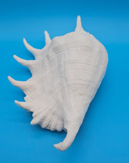 Large White Lambis Truncata Display Shell 11.75"