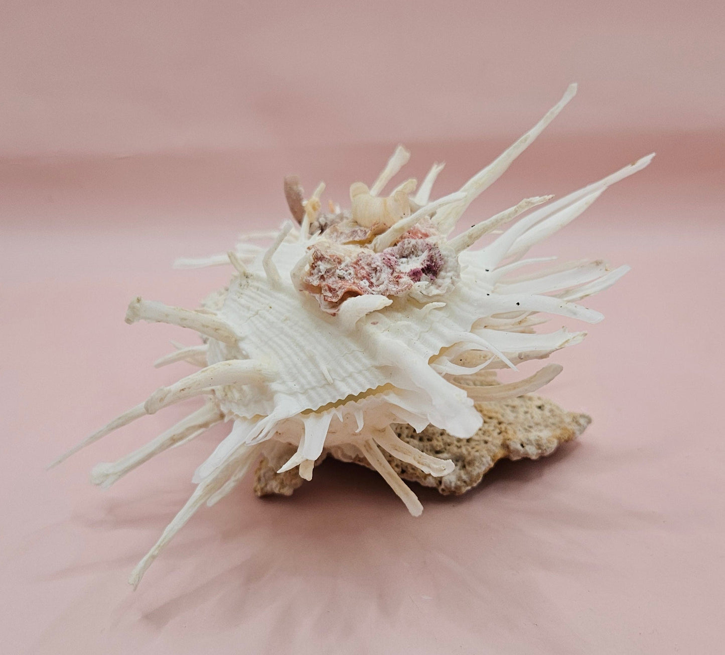 Americanus Spondylus Double Spiny Oyster Display Shell on Coral Base – Coastal Decor 7.5"