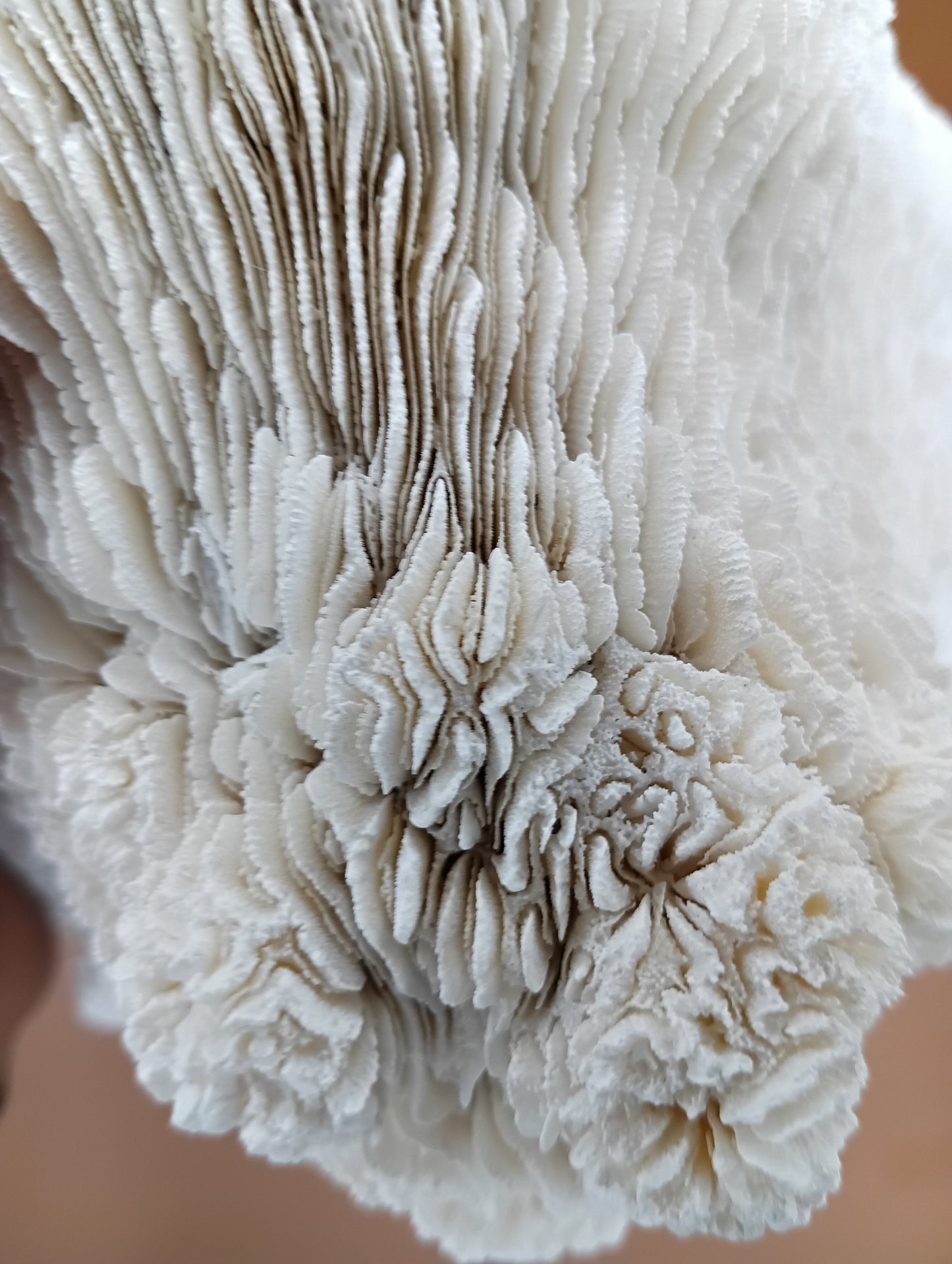 Tongue Mushroom Coral 14" Oblong Bowl Shape