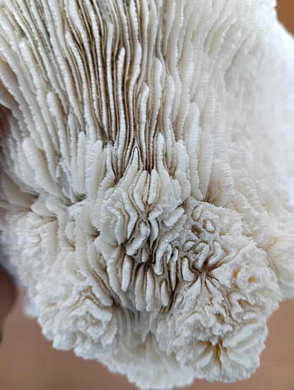 Tongue Mushroom Coral 14" Oblong Bowl Shape