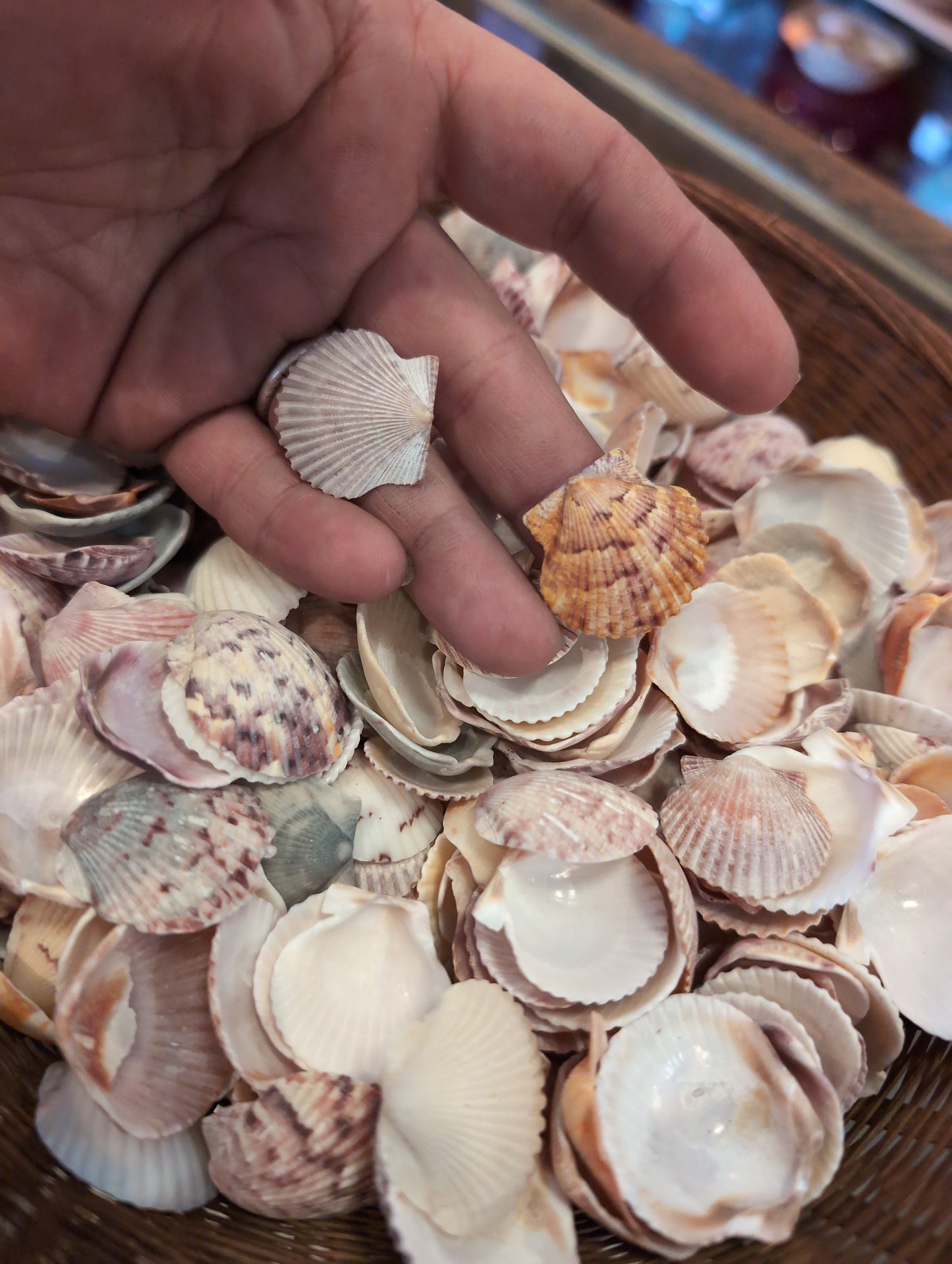 Baby Beach Collected Scallops Shells