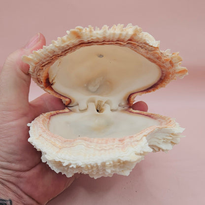 Hinged Cream Spondylus Shell – 4.7" Spiny Thorny Oyster Textured Coastal Display with Barnacles