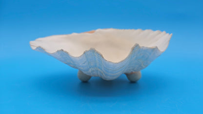 Bear Paw Clam Dish – 7.2" Coastal Display Shell