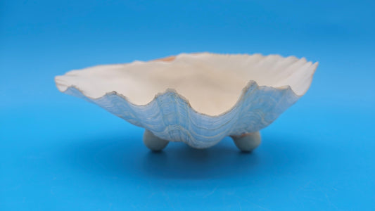 Bear Paw Clam Dish – 7.2" Coastal Display Shell