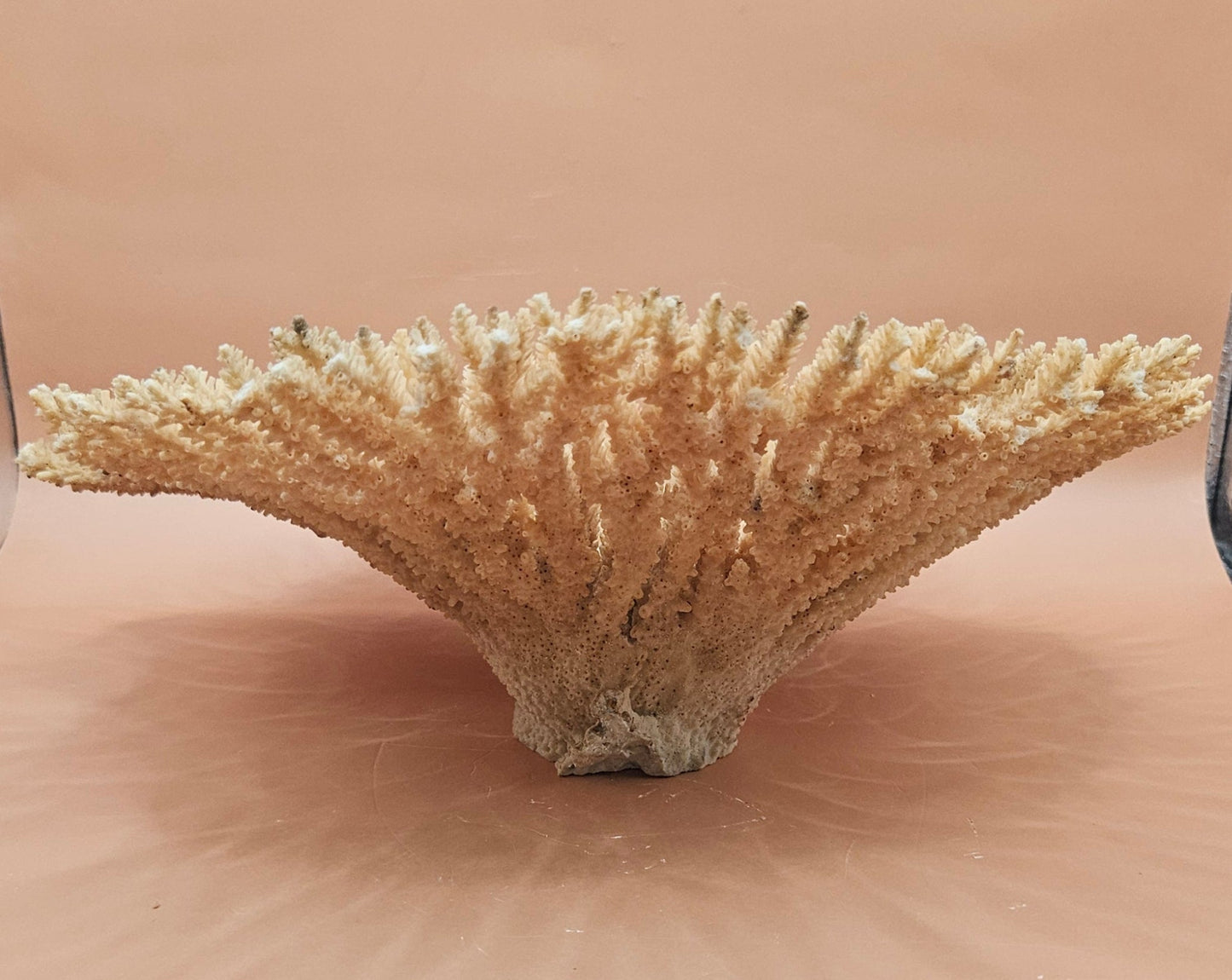 Natural Table- Special Coral 10.5"