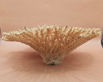 Natural Table- Special Coral 10.5"
