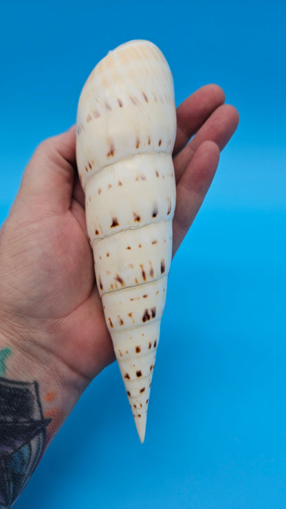 Polished Marlin Spike Display Shell – Premium Coastal Home Decor Specimen 7.2" (Terebra maculata)