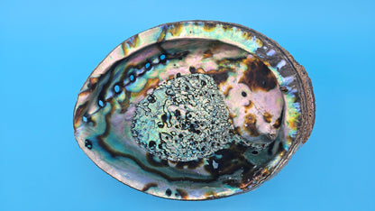 Green Abalone Shell with Pearl – 8" Coastal Display Décor