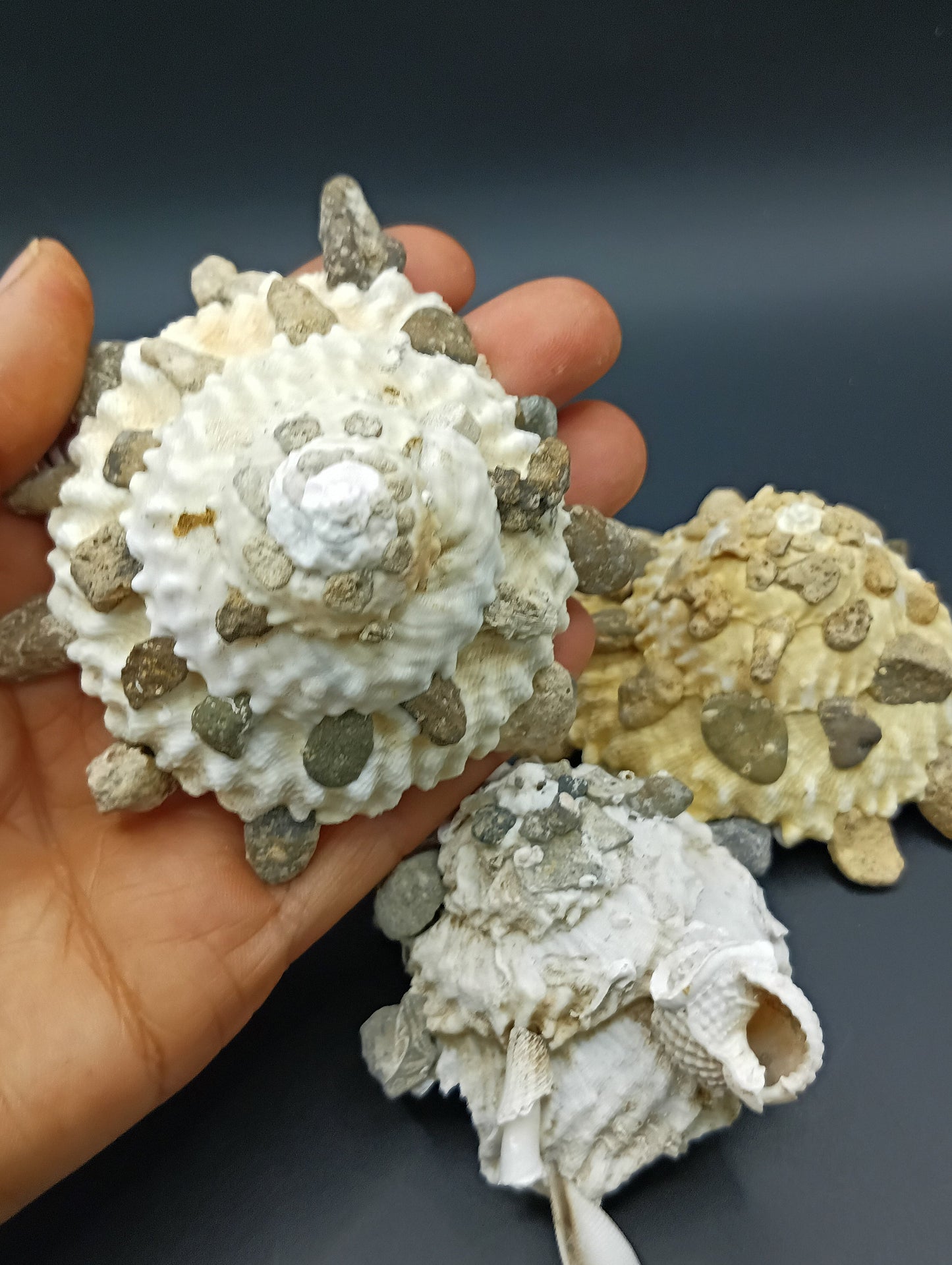 Carrier Shell (Xenophora)