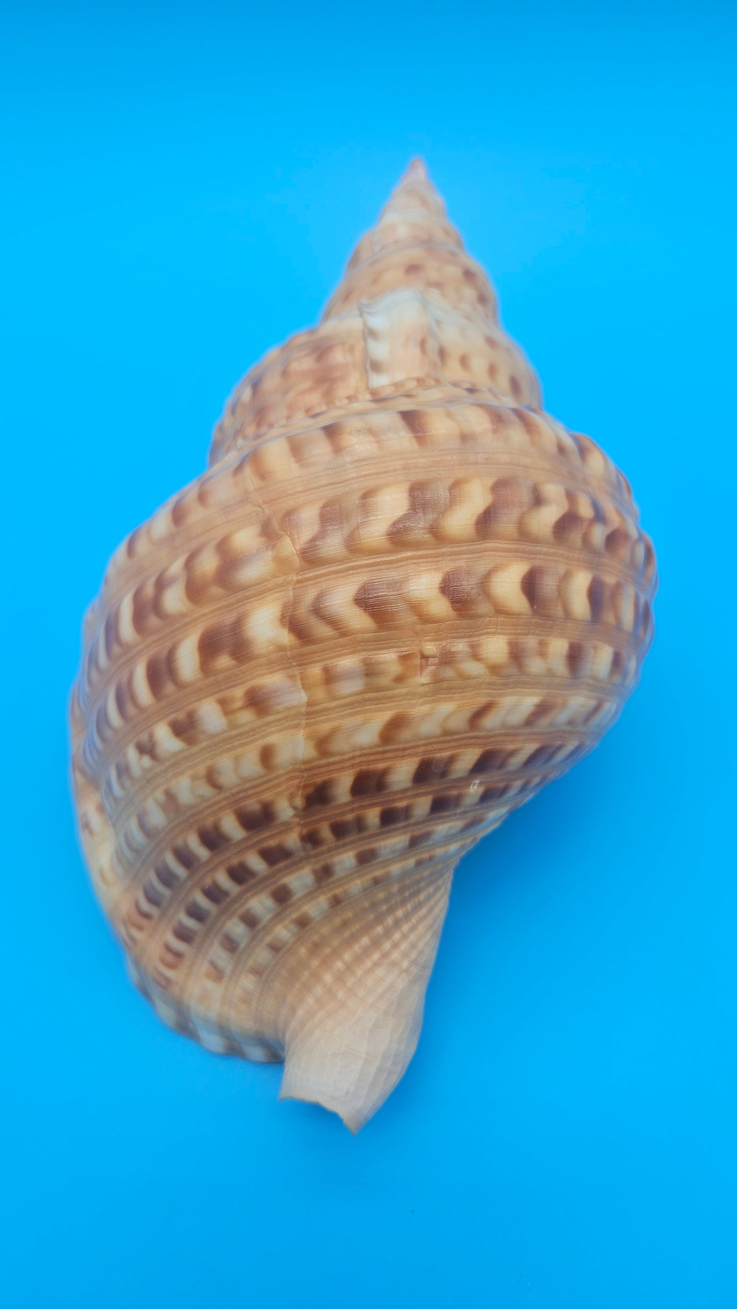 Blonde Golden Triton Shell – 9.75" Coastal Display Piece (CHARONIA VARIEGATA)