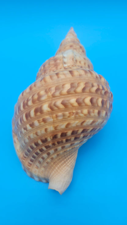 Blonde Golden Triton Shell – 9.75" Coastal Display Piece (CHARONIA VARIEGATA)