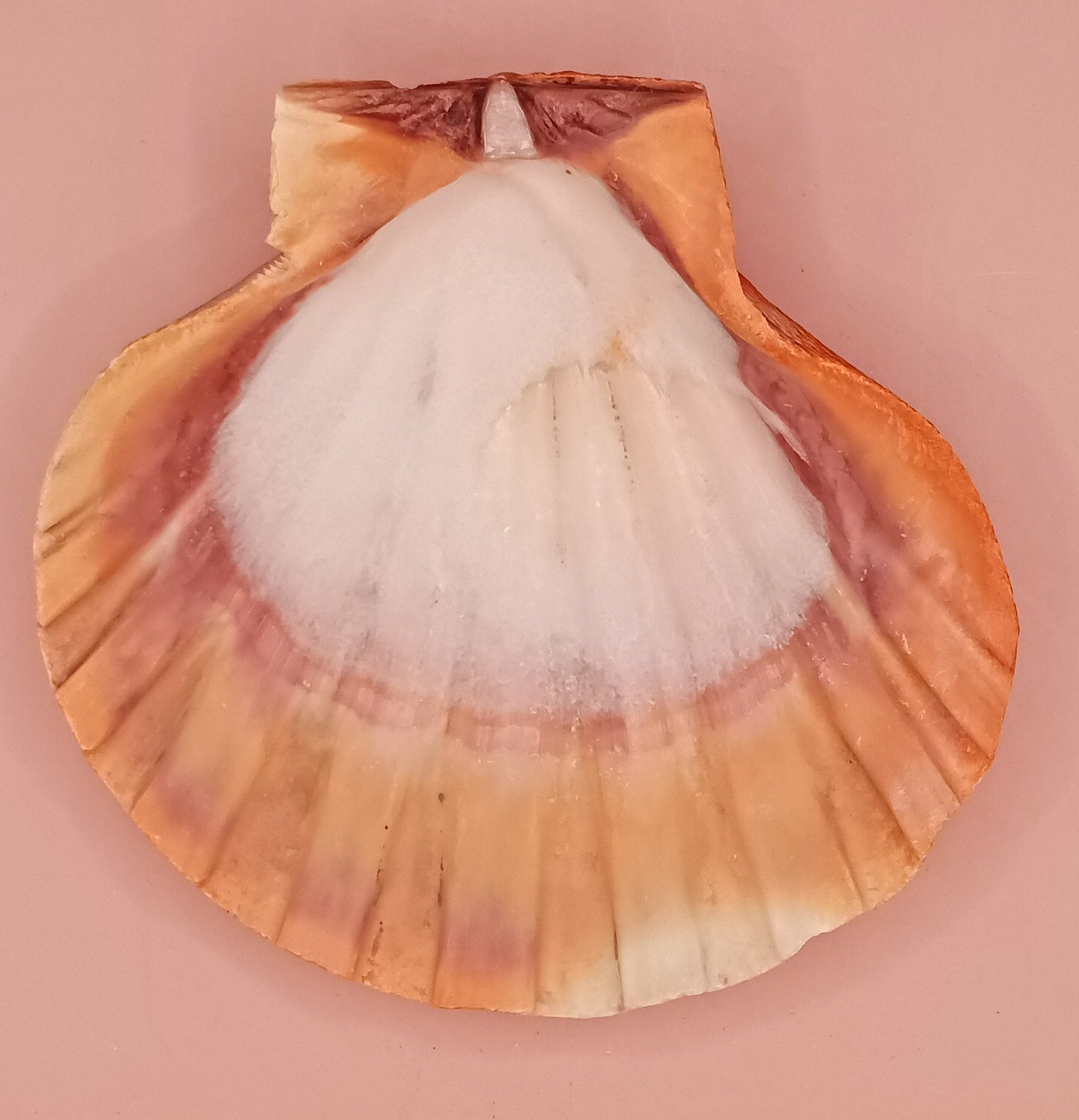 Orange Lion Paw Shell – 5.4" x 5.6" x 1.0"