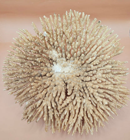 Natural Table- Special Coral 10.5"