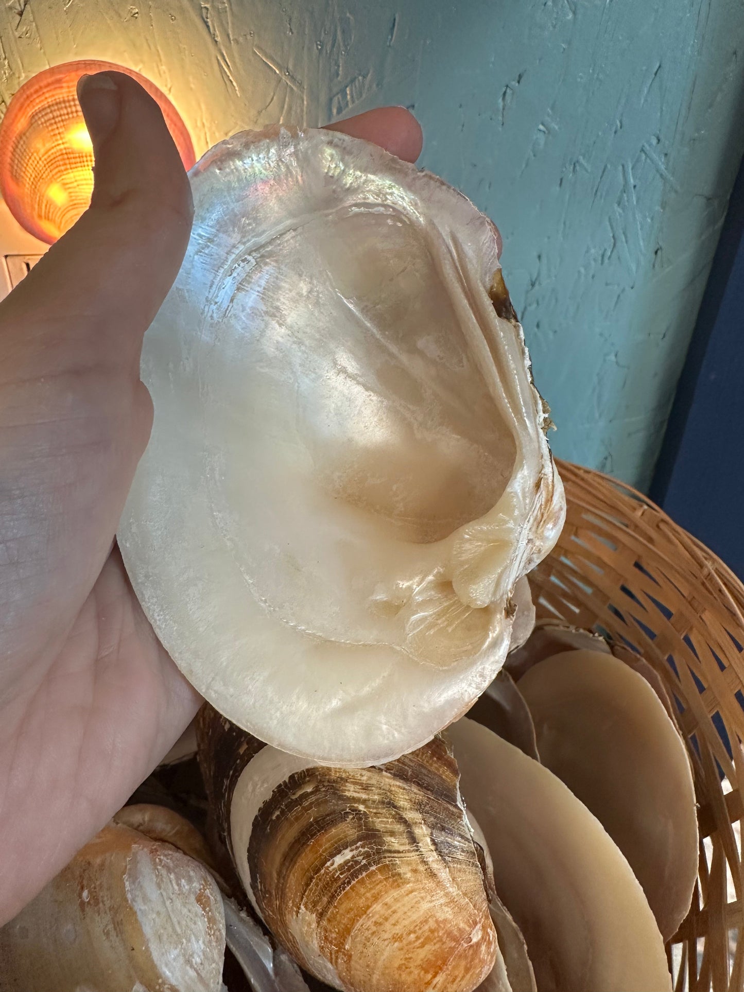 Mexican Pearl River Clam