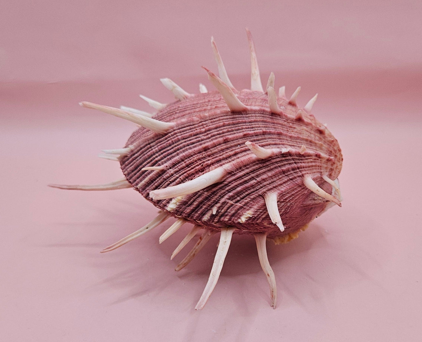 Spiny Spondylus Regius Display Shell | Mauve Pink Thorny Oyster Shell Decor