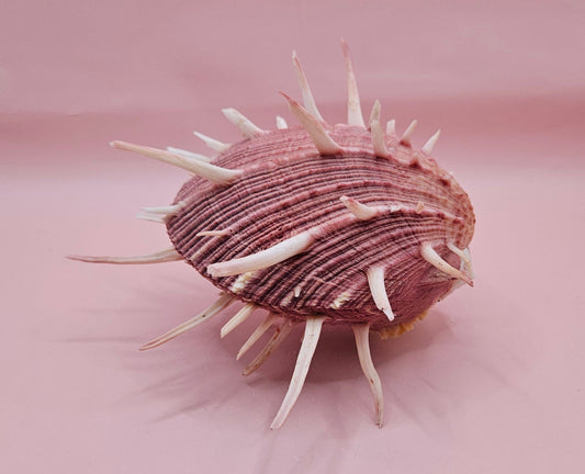 Spiny Spondylus Regius Display Shell | Mauve Pink Thorny Oyster Shell Decor