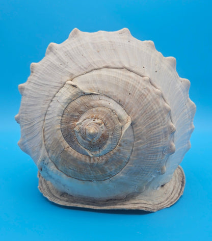 Large Queen Helmet Display Shell - Premium Coastal Home Decor Specimen 11.5" (Cassis Madagascariensis)