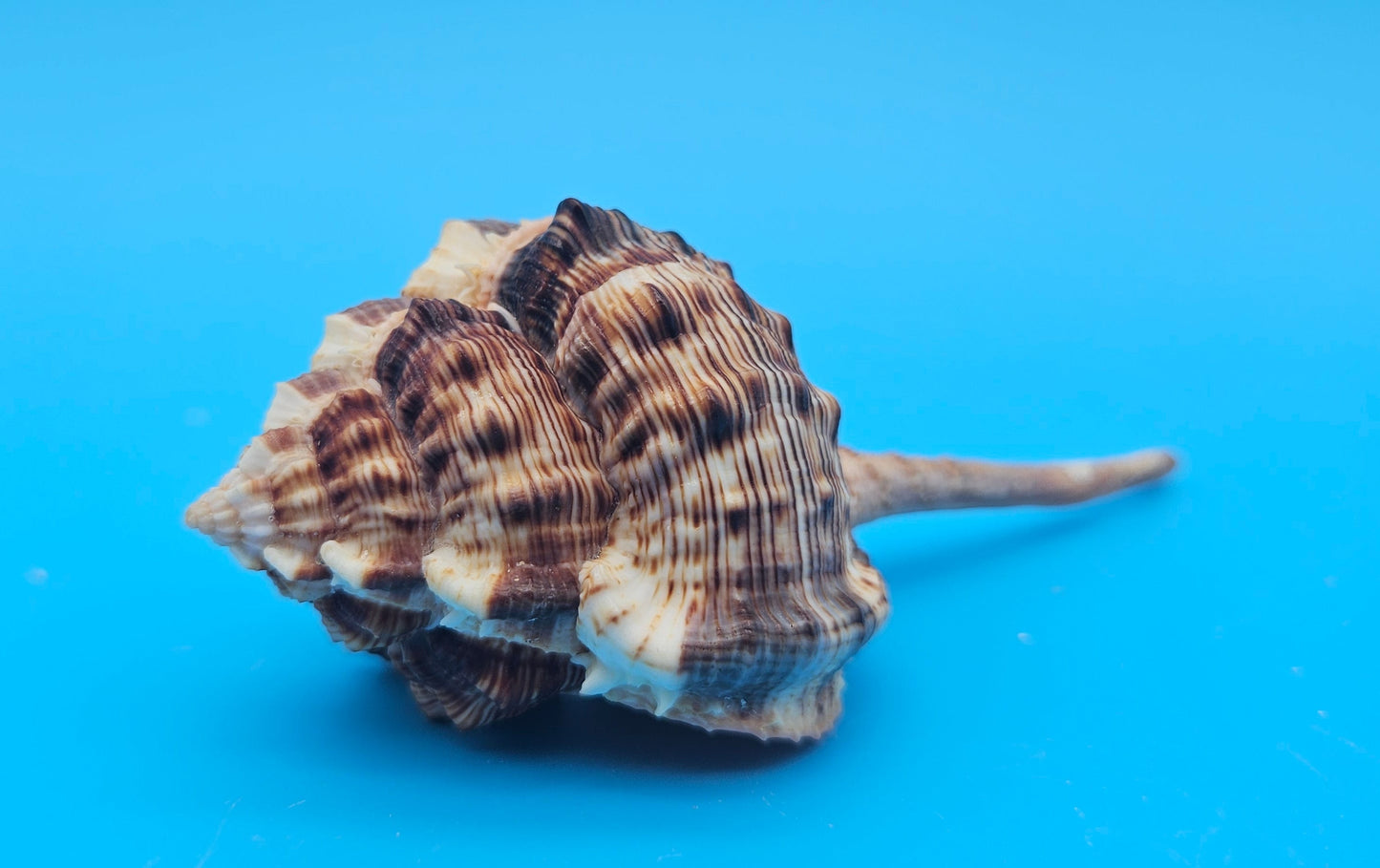 Bill Snipe Shell 5" Murex scolopax Long Tapered Display Shell with Textured Ridges