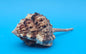 Bill Snipe Shell 5" Murex scolopax Long Tapered Display Shell with Textured Ridges