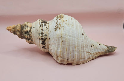 Large Horse Conch Shell – 10" Natural Coastal Display Shell