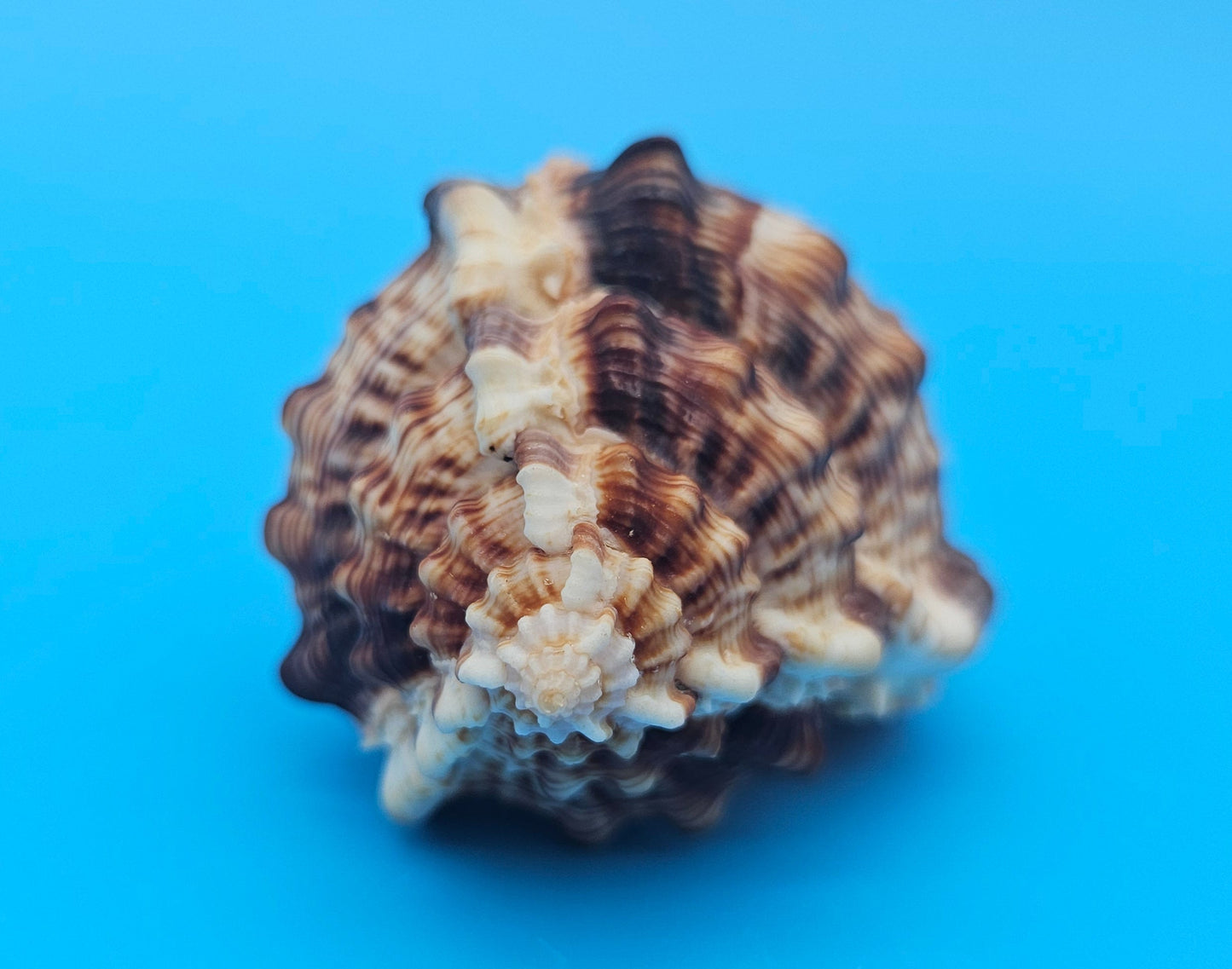 Bill Snipe Shell 5" Murex scolopax Long Tapered Display Shell with Textured Ridges