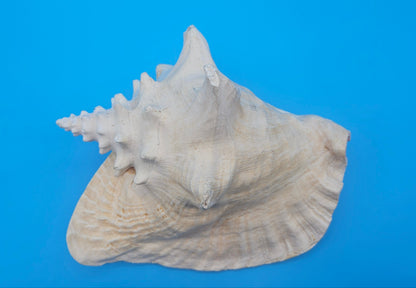 Large Non-Pierced Queen Conch Display Shell - Premium Coastal Home Decor Specimen (Strombus Gigas)