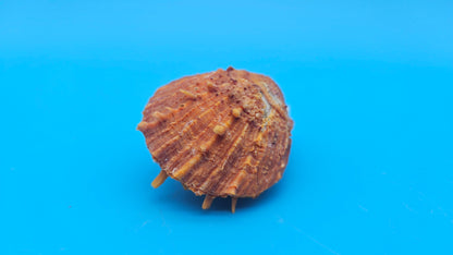 Fused Spiny Spondylus Shell 2.6" – Bright Orange Coastal Display Shell