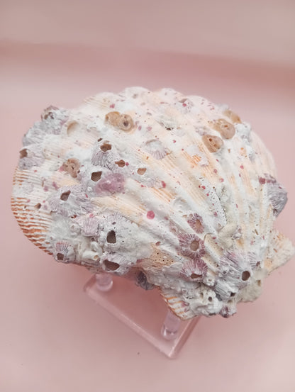 Natural Orange Lion's Paw Seashell Pair – 5.1" x 4.9" – Coastal Display Accent