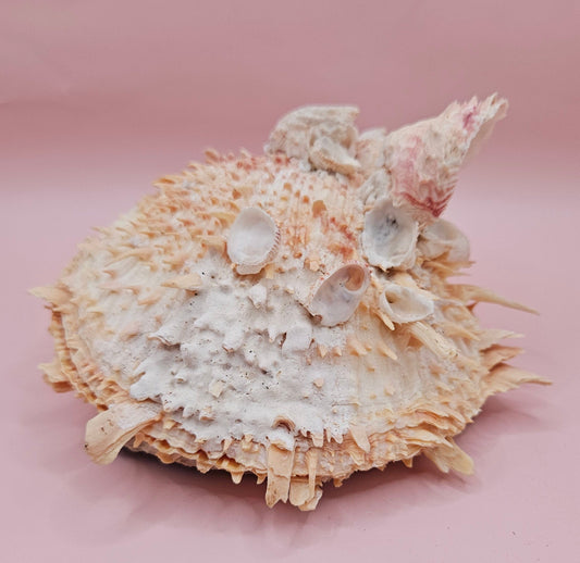 Spiked Spondylus Shell with Barnacles – Coastal Decor Display Shell 5.4"
