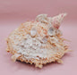 Spiked Spondylus Shell with Barnacles – Coastal Decor Display Shell 5.4"