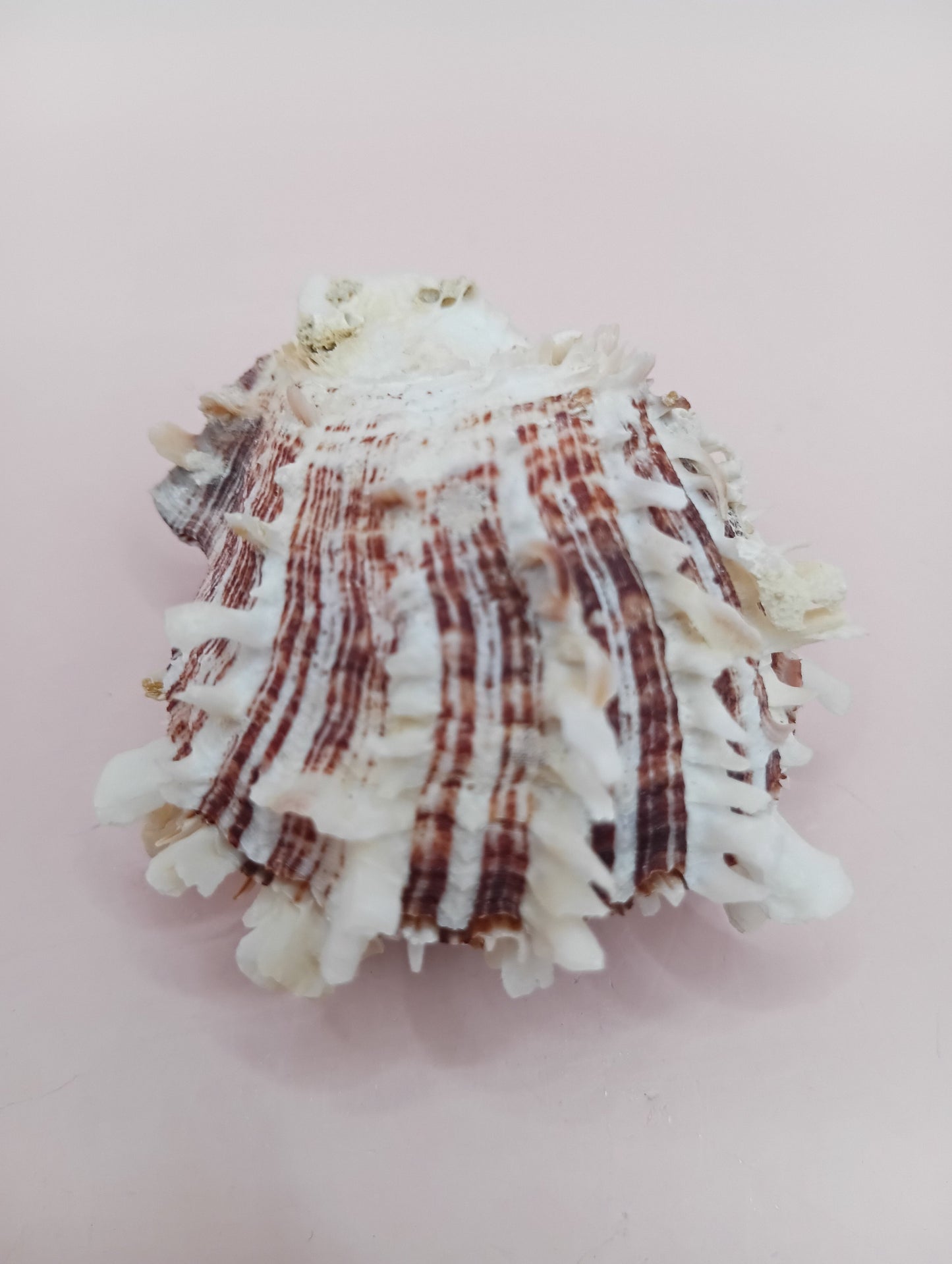 Natural Spondylus Shell – 2.1" x 1.7" – Spiny Display Shell