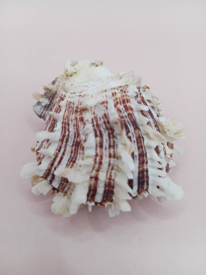 Natural Spondylus Shell – 2.1" x 1.7" – Spiny Display Shell