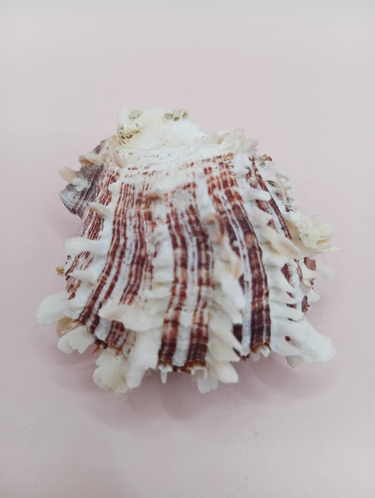 Natural Spondylus Shell – 2.1" x 1.7" – Spiny Display Shell