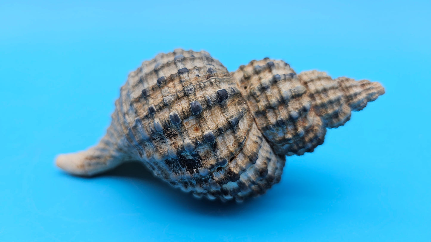 Oregon Hairy Triton Shell – Fusitriton oregonensis – 4.1" Pacific Northwest Display Shell