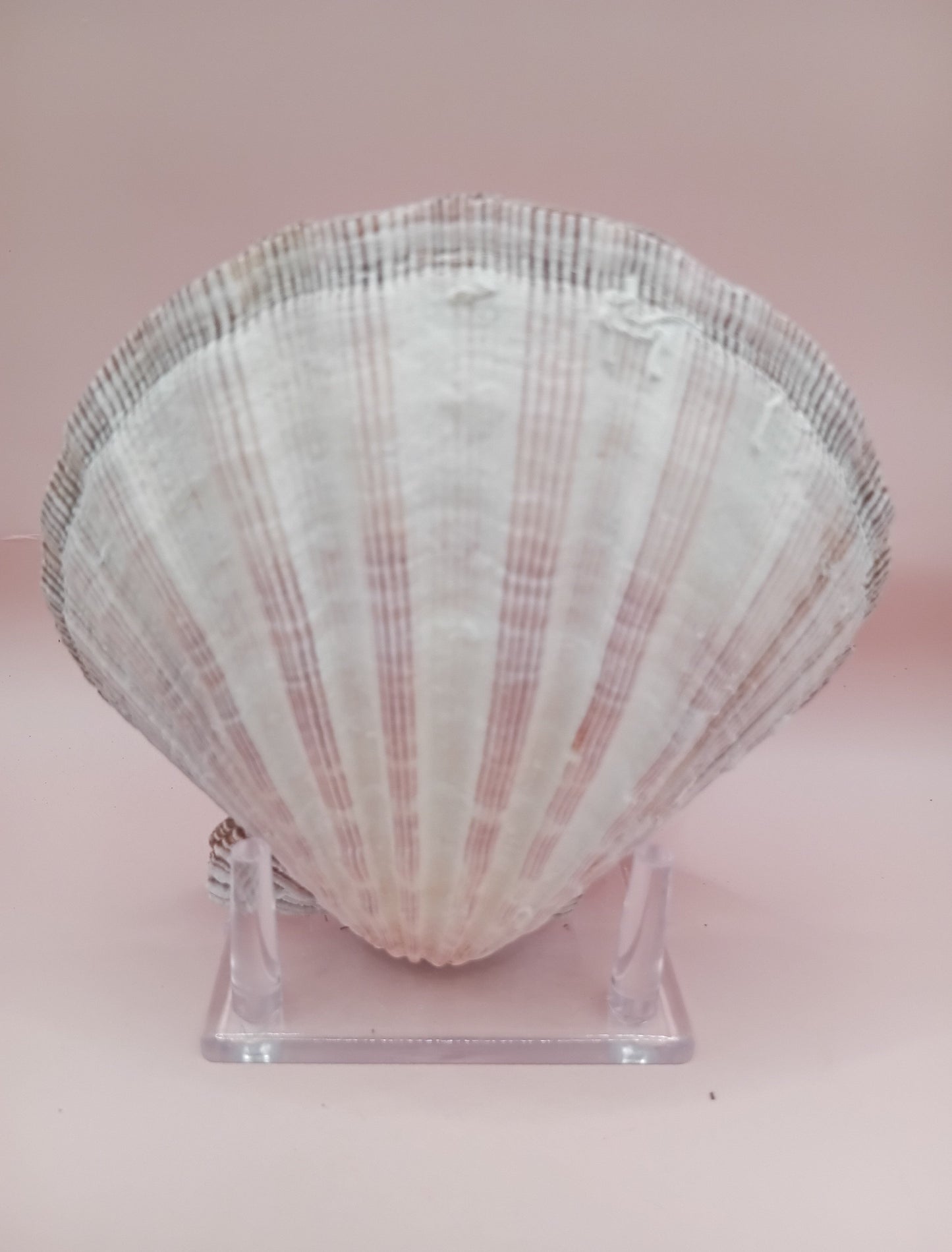 Natural Lion's Paw Seashell Pair – 5.0" x 5.2" – Coastal Display Accent