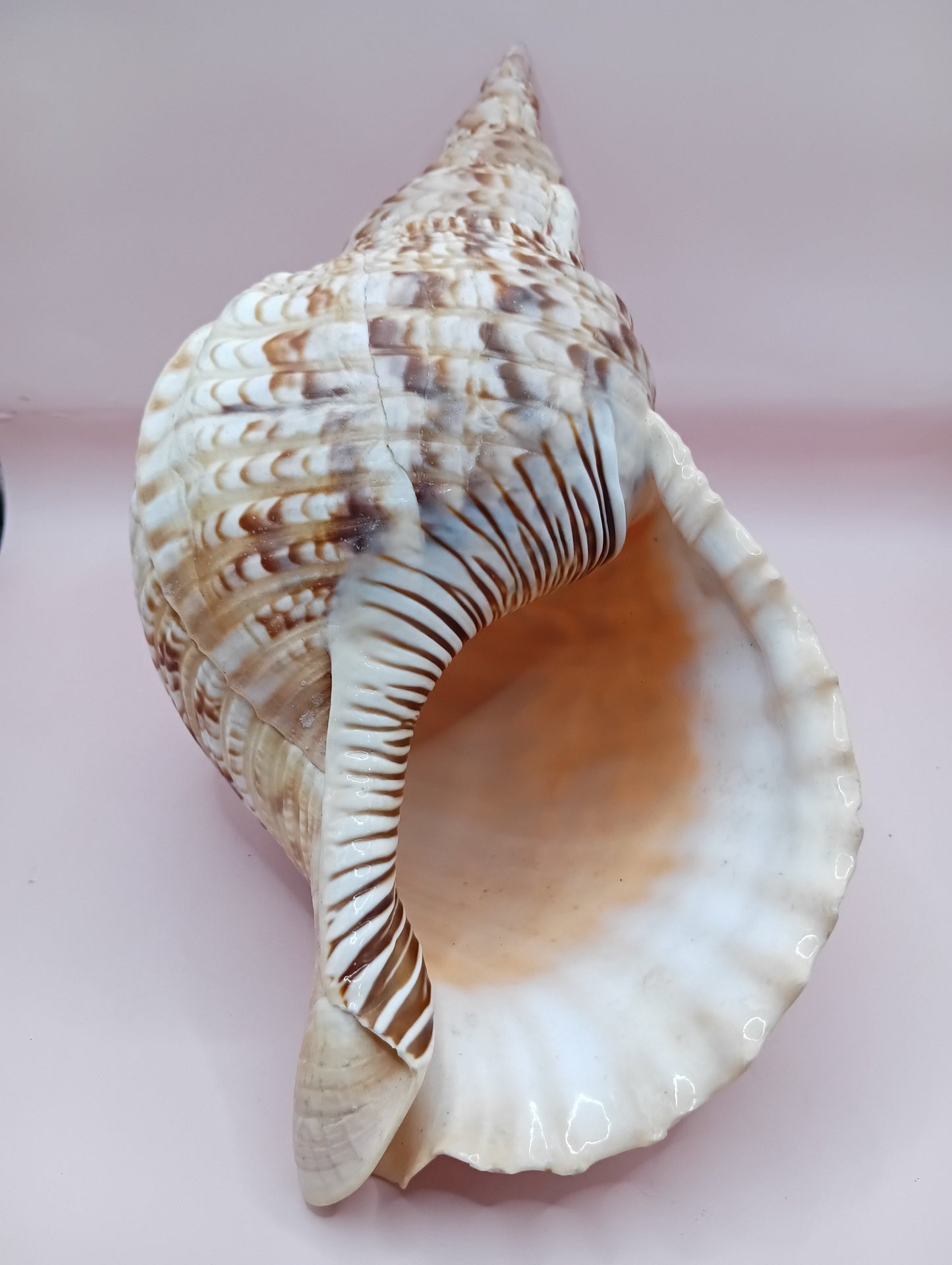 Pacific Triton Shell – 11" x 4.5" x 6.5" – Coastal Nautical Accent