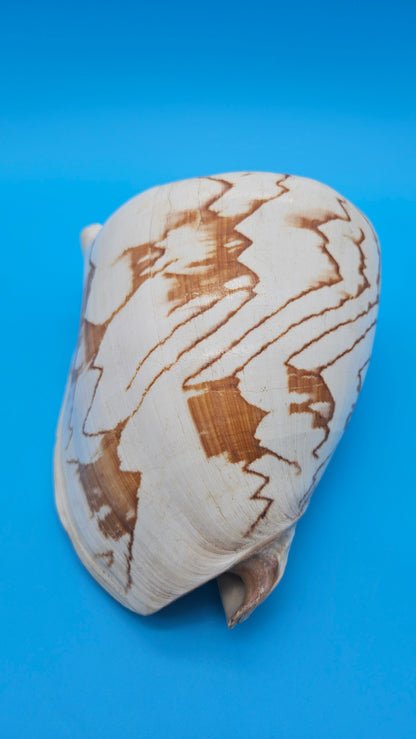 Noble Volute Display Shell – Premium Coastal Home Decor Specimen 7.25" Cymbiola nobilis