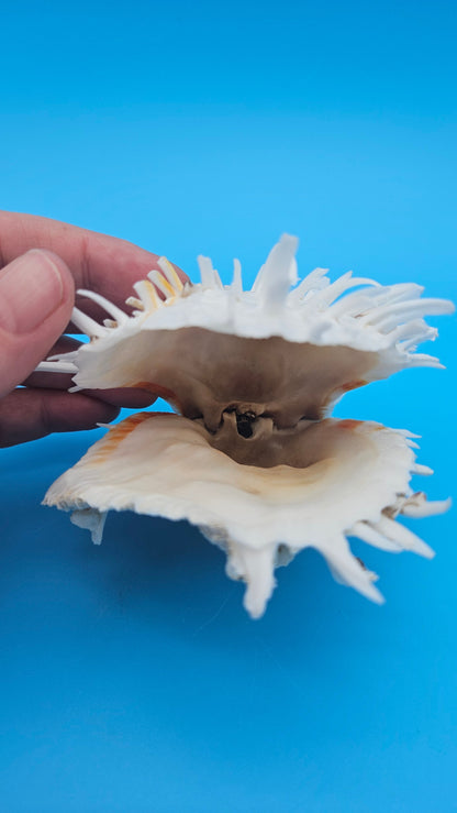 White Spiny Spondylus Shell Pair 3.8" – Hinged Coastal Display Shell with Orange Accents