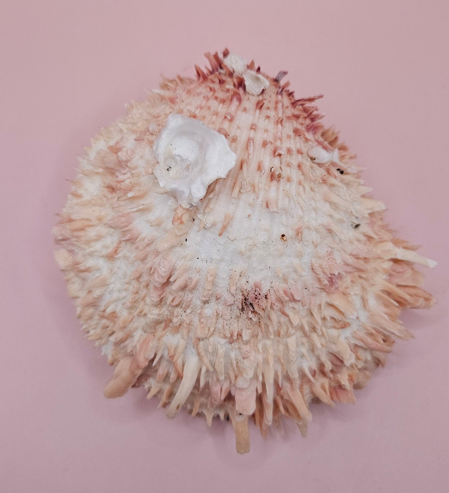 Spiny Spondylus Shell 5" Pink and Ivory Display Shell Coastal Decor