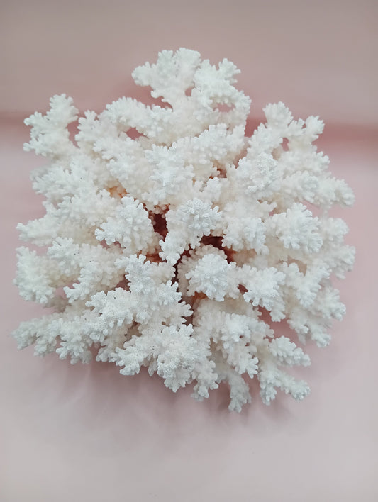 Vintage White Brownstem Coral – Natural Textured Branch Form (9.5"x4.5"x8")