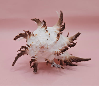 Black Murex Endive Shell with Long Spines – 4.2" Display Shell Coastal Decor