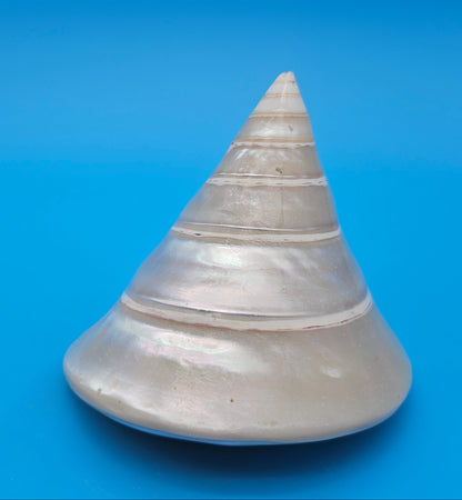 Pearled Trochus Niloticus Shell 3.8" Polished Spiral Display Shell with Iridescent Finish