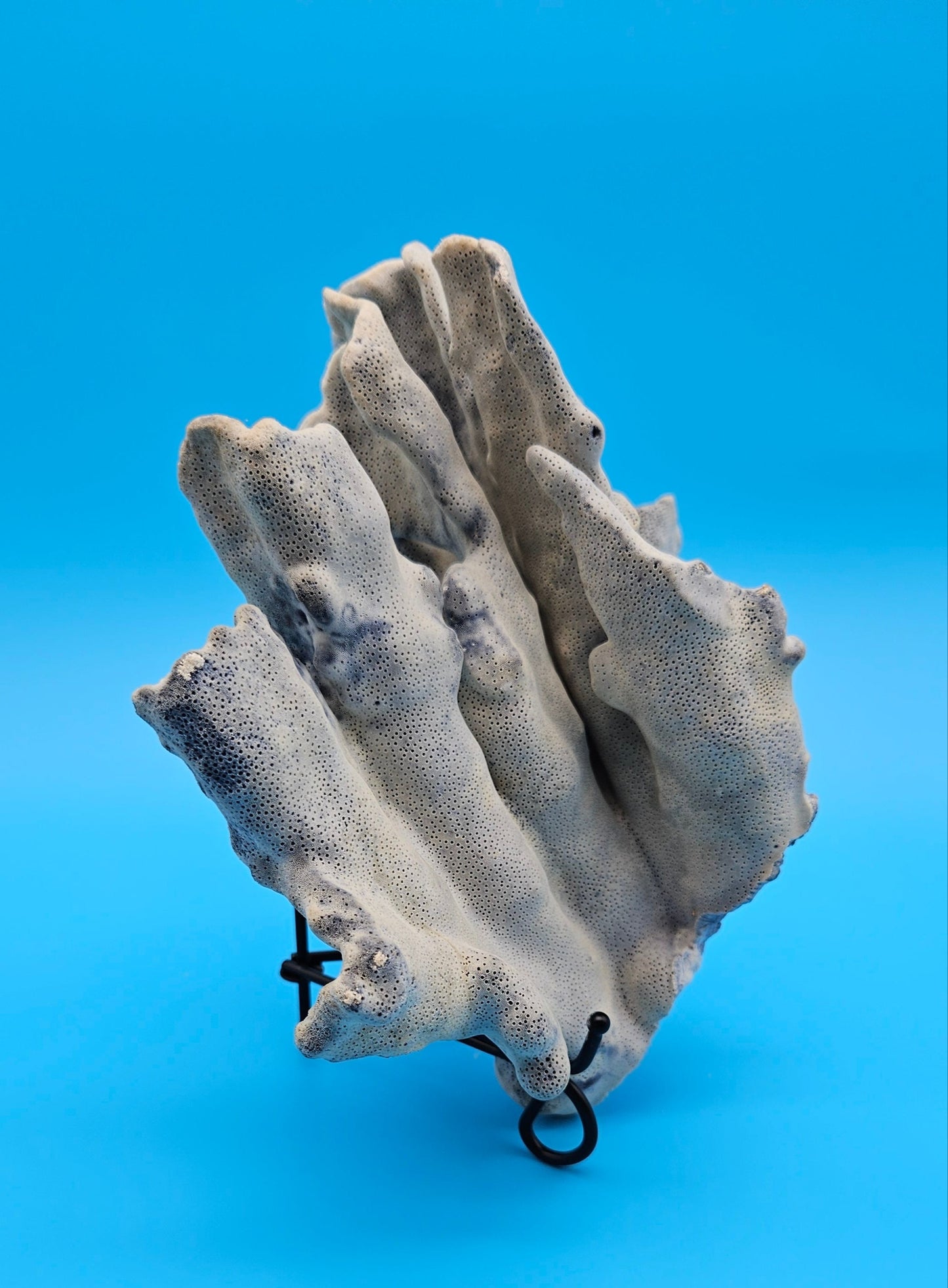Blue Ridge Coral Specimen 8.5x9.25x4 – Natural Ocean Ruffle Coral Decor