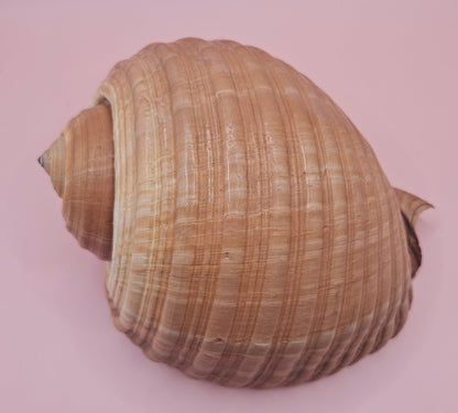 Natural Tonna Shell – 6.75"