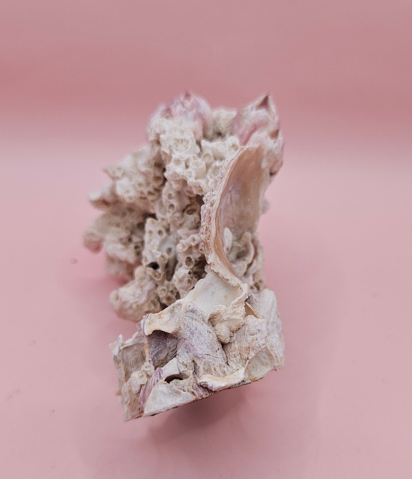 Ivory Bush Coral Mixed with Gulf of Mexico Barnacle  – Oculina Varicosa (4.7")