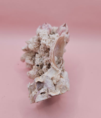 Ivory Bush Coral Mixed with Gulf of Mexico Barnacle  – Oculina Varicosa (4.7")