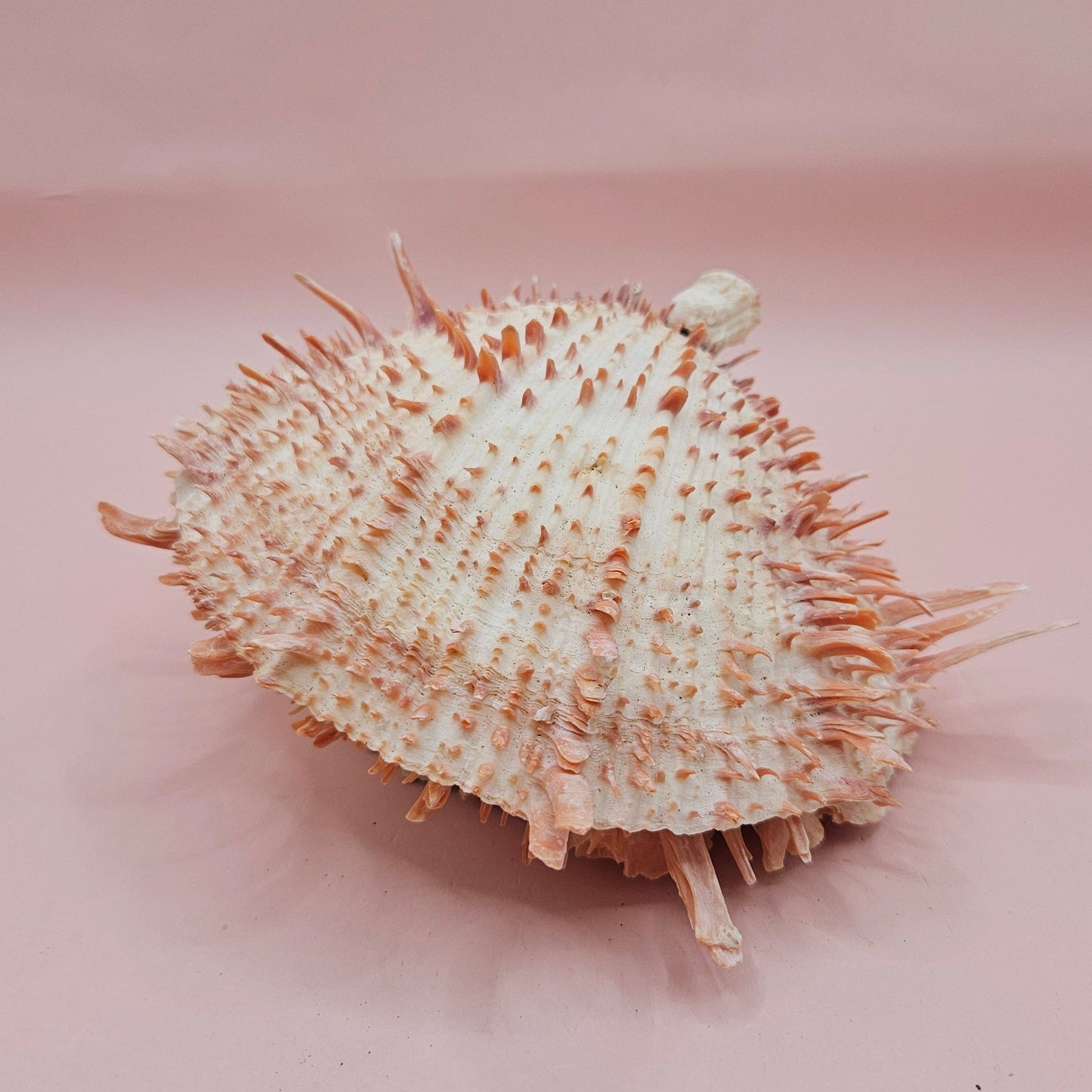 Large Spiny Oyster Spondylus Shell – 5.3" Wide Coastal Display Shell with Barnacle Detail
