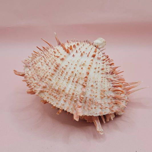 Large Spiny Oyster Spondylus Shell – 5.3" Wide Coastal Display Shell with Barnacle Detail