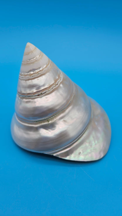 Pearled Trochus Niloticus Shell 4" Polished Spiral Display Shell with Iridescent Finish
